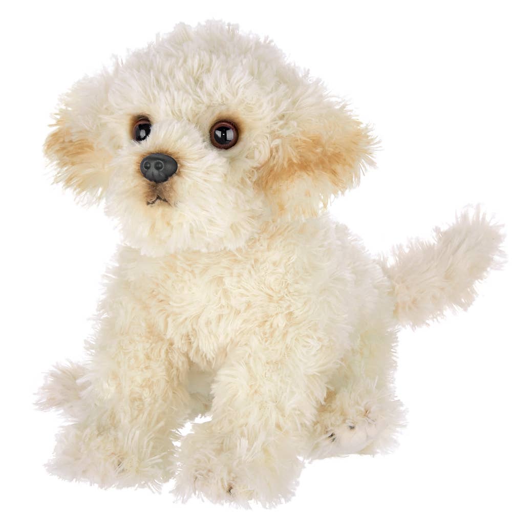 Biscuit the Labradoodle