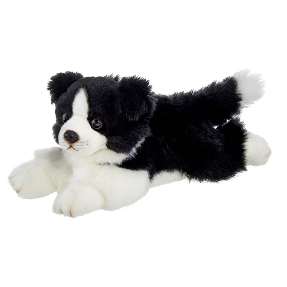 Shep the Border Collie